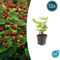 Duftloses Johanniskraut 'Beauty' 12er-Set (Hypericum inodorum) – winterharte Sta