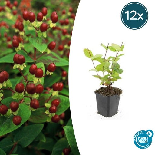 "12x Hypericum inodorum 'Beauty' - ↕10-25cm - Ø9cm image"