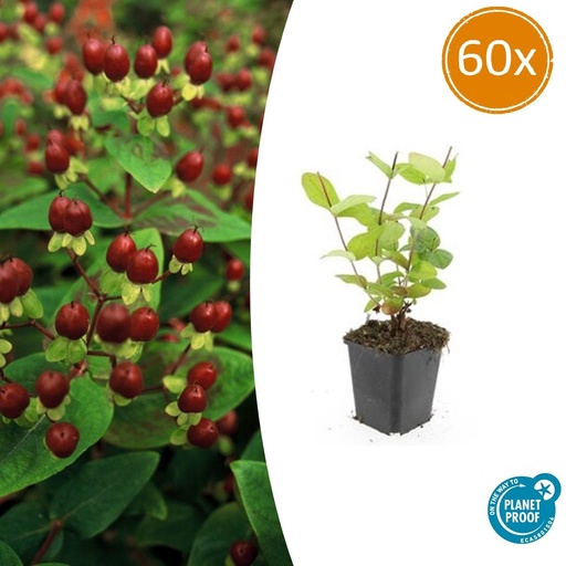 "Duftloses Johanniskraut 'Beauty' 60er-Set (Hypericum inodorum) – winterharte Staude, Topf-Ø 9 cm, Höhe ca. 25 cm image"