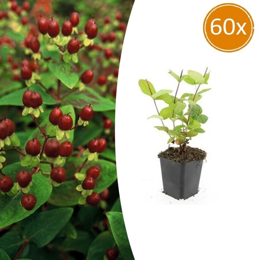 "Duftloses Johanniskraut 'Beauty' 60er-Set (Hypericum inodorum) – winterharte Staude, Topf-Ø 9 cm, Höhe ca. 25 cm image"
