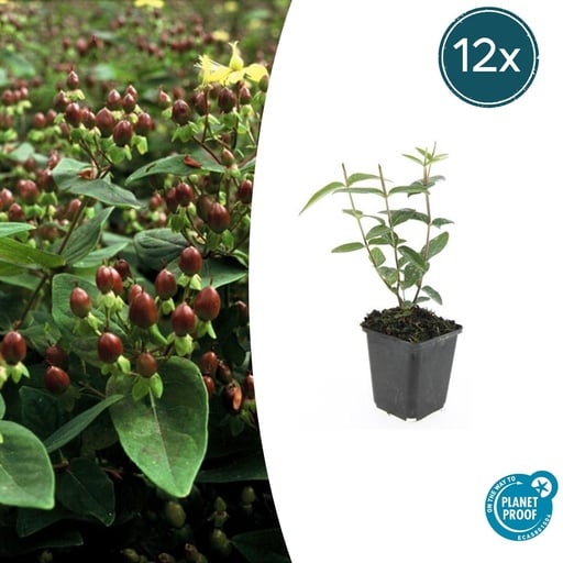 "12x Hypericum inodorum 'Rheingold' - ↕10-25cm - Ø9cm image"
