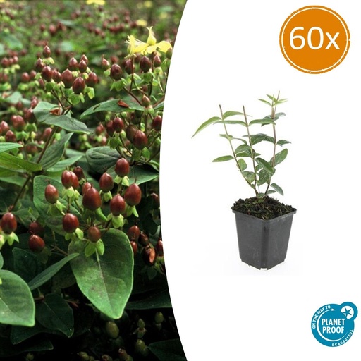 "60x Hypericum inodorum 'Rheingold' - ↕10-25cm - Ø9cm image"