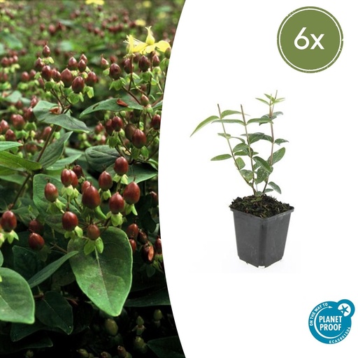 "6x Hypericum inodorum - ↕10-25cm - Ø9cm image"