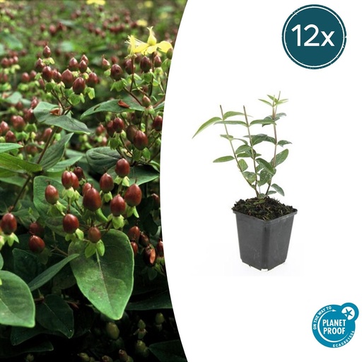 "12x Hypericum inodorum - ↕10-25cm - Ø9cm image"