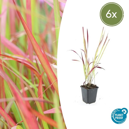 "6x Imperata cylindrica 'Red Baron' - ↕10-25cm - Ø9cm image"