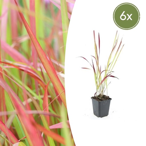"Japanisches Blutgras 'Red Baron' 6er-Set (Imperata cylindrica) – winterhartes Ziergras, Topf-Ø 9 cm, Höhe ca. 25 cm image"