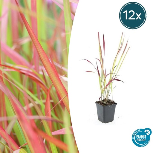 "Blutgras 'Red Baron' 12er-Set (Imperata cylindrica) – winterhartes Ziergras, Topf-Ø 9 cm, Höhe ca. 25 cm image"