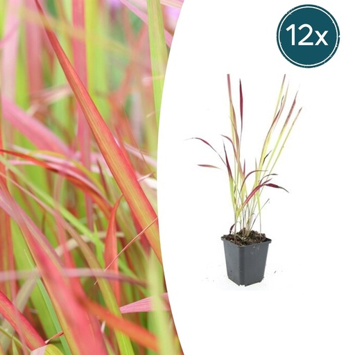 "Blutgras 'Red Baron' 12er-Set (Imperata cylindrica) – winterhartes Ziergras, Topf-Ø 9 cm, Höhe ca. 25 cm image"
