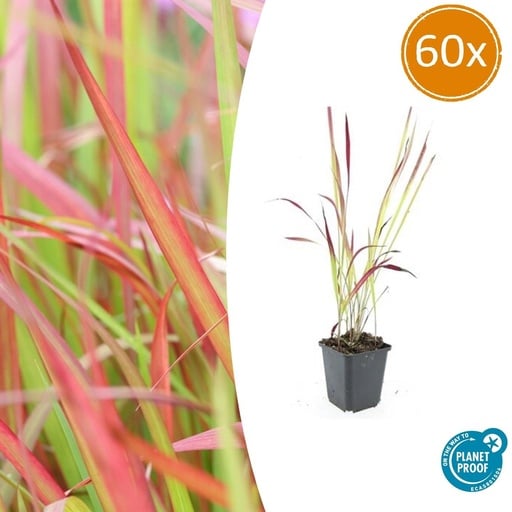 "60x Imperata cylindrica 'Red Baron' - ↕10-25cm - Ø9cm image"