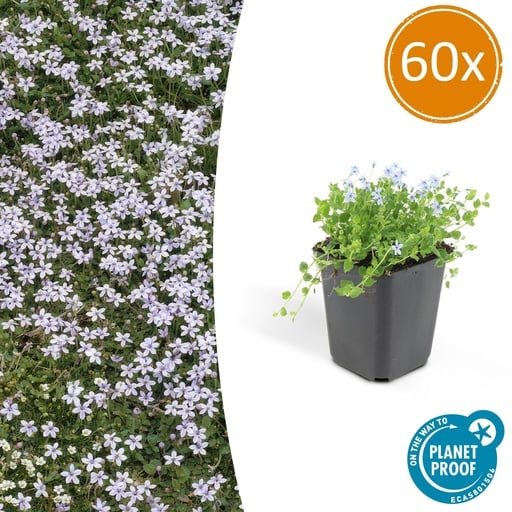 "60x Isotoma fluviatilis - ↕10-25cm - Ø9cm image"