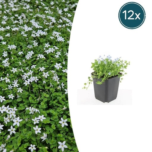 "Blauer Bubikopf 'Alba' 12er-Set (Isotoma fluviatilis) – winterharte Bodendecker-Staude, Topf-Ø 9 cm, Höhe ca. 25 cm image"
