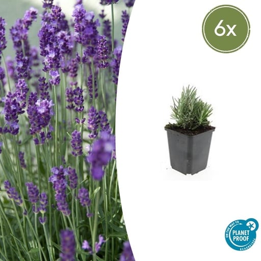 "Echter Lavendel 'Dwarf Blue' 6er-Set (Lavandula angustifolia) – winterharter Halbstrauch, Topf-Ø 9 cm, Höhe ca. 25 cm image"