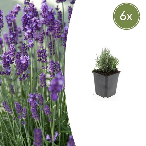 "Echter Lavendel 'Dwarf Blue' 6er-Set (Lavandula angustifolia) – winterharter Halbstrauch, Topf-Ø 9 cm, Höhe ca. 25 cm image"