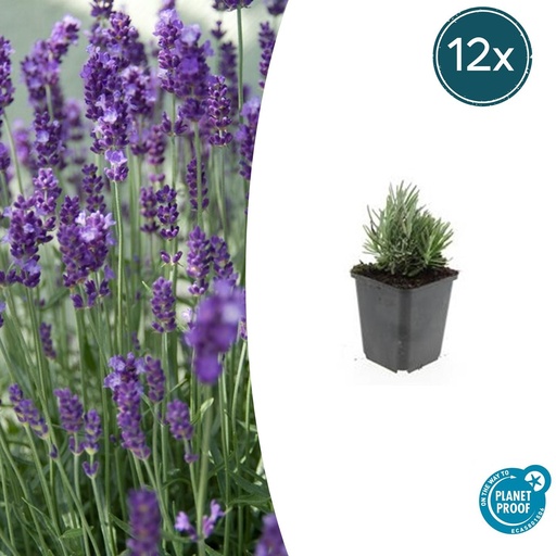 "12x Lavandula ang. 'Dwarf Blue' - ↕10-25cm - Ø9cm image"