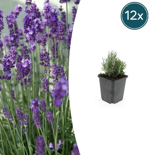 "Echter Lavendel 'Dwarf Blue' 12er-Set (Lavandula angustifolia) – winterharter Halbstrauch, Topf-Ø 9 cm, Höhe ca. 25 cm image"