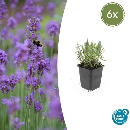 "Echter Lavendel 'Munstead' 6er-Set (Lavandula angustifolia) – winterharter Halbstrauch, Topf-Ø 9 cm, Höhe ca. 25 cm image"