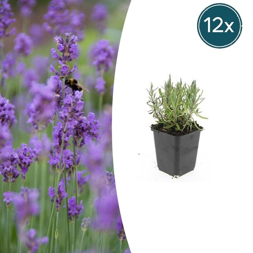 "Echter Lavendel 'Munstead' 12er-Set (Lavandula angustifolia) – winterharter Halbstrauch, Topf-Ø 9 cm, Höhe ca. 25 cm image"
