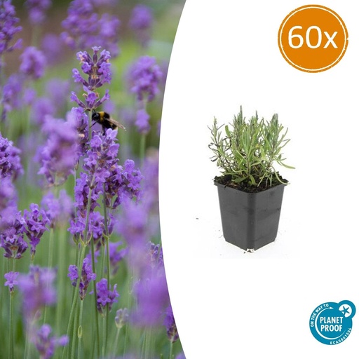 "60x Lavandula ang. 'Munstead' - ↕10-25cm - Ø9cm image"
