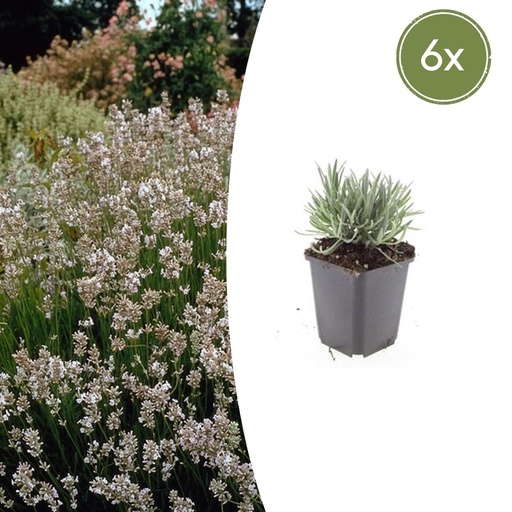 "Echter Lavendel 'Edelweiss' 6er-Set (Lavandula angustifolia) – winterharter Halbstrauch, Topf-Ø 9 cm, Höhe ca. 25 cm image"