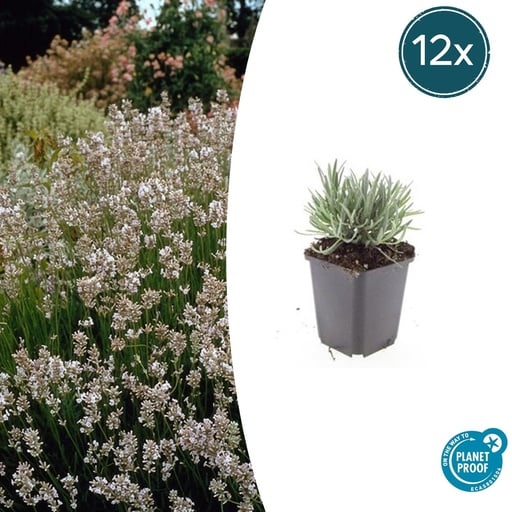 "Echter Lavendel 'Edelweiss' 12er-Set (Lavandula angustifolia) – winterharte Duftstaude, Topf-Ø 9 cm, Höhe ca. 25 cm image"