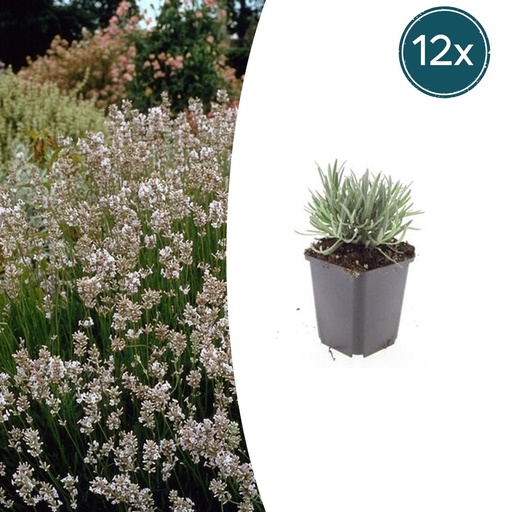 "Echter Lavendel 'Edelweiss' 12er-Set (Lavandula angustifolia) – winterharte Duftstaude, Topf-Ø 9 cm, Höhe ca. 25 cm image"