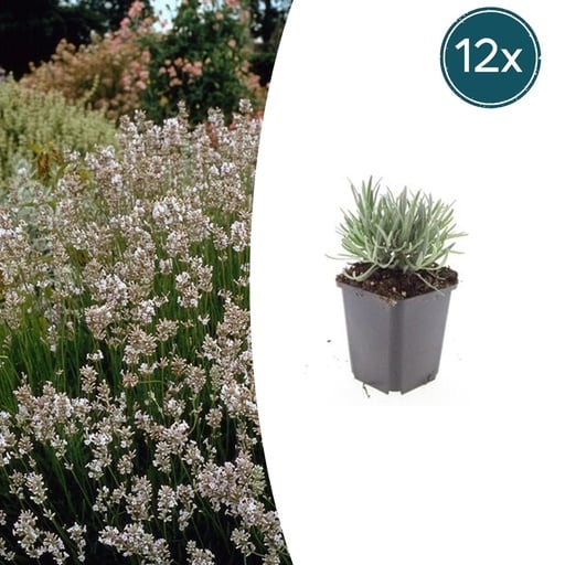 "Echter Lavendel 'Edelweiss' 12er-Set (Lavandula angustifolia) – winterharte Duftstaude, Topf-Ø 9 cm, Höhe ca. 25 cm image"