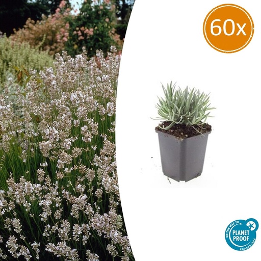 "60x Lavandula int. 'Edelweiss' - ↕10-25cm - Ø9cm image"