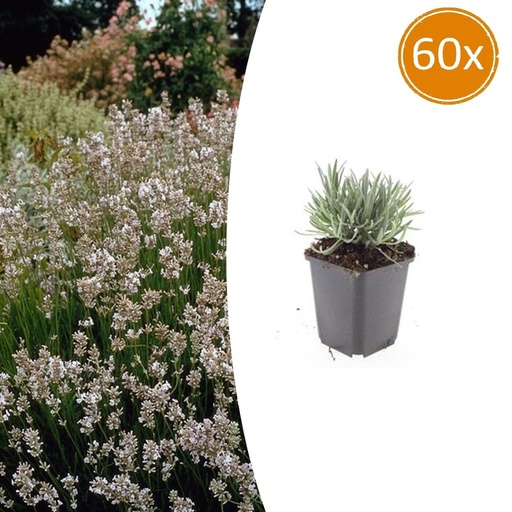 "Echter Lavendel 'Edelweiss' 60er-Set (Lavandula angustifolia) – winterharte Duftstaude, Topf-Ø 9 cm, Höhe ca. 25 cm image"