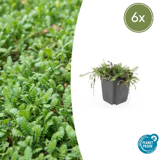 "6x Leptinella squalida - ↕10-25cm - Ø9cm image"