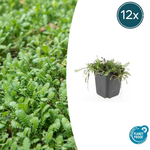 "12x Leptinella squalida - ↕10-25cm - Ø9cm image"