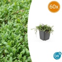 60x Leptinella squalida - ↕10-25cm - Ø9cm