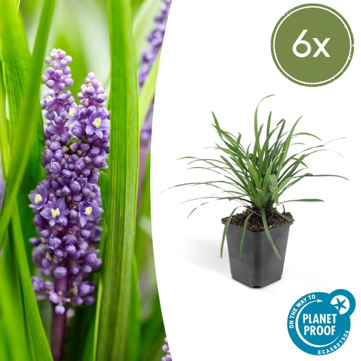 "6x Liriope muscari 'Big Blue' - ↕10-25cm - Ø9cm image"