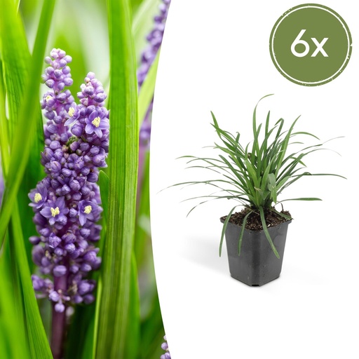 "Lilientraube 'Big Blue' 6er-Set (Liriope muscari) – winterharte immergrüne Staude, Topf-Ø 9 cm, Höhe ca. 25 cm image"