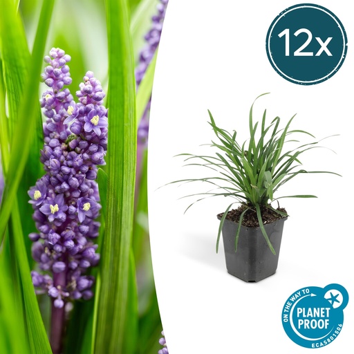 "12x Liriope muscari 'Big Blue' - ↕10-25cm - Ø9cm image"
