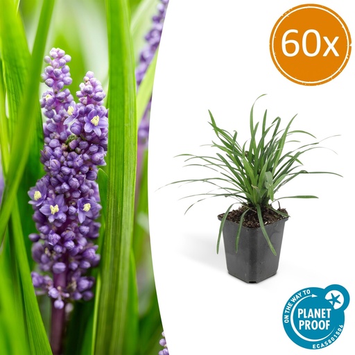 "Lilientraube 'Big Blue' 60er-Set (Liriope muscari) – winterharte immergrüne Staude, Topf-Ø 9 cm, Höhe ca. 25 cm image"