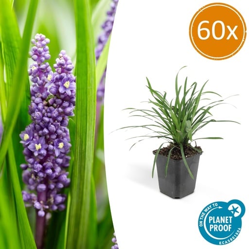 "Lilientraube 'Big Blue' 60er-Set (Liriope muscari) – winterharte immergrüne Staude, Topf-Ø 9 cm, Höhe ca. 25 cm image"
