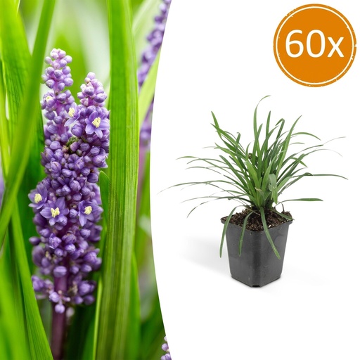 "Lilientraube 'Big Blue' 60er-Set (Liriope muscari) – winterharte immergrüne Staude, Topf-Ø 9 cm, Höhe ca. 25 cm image"