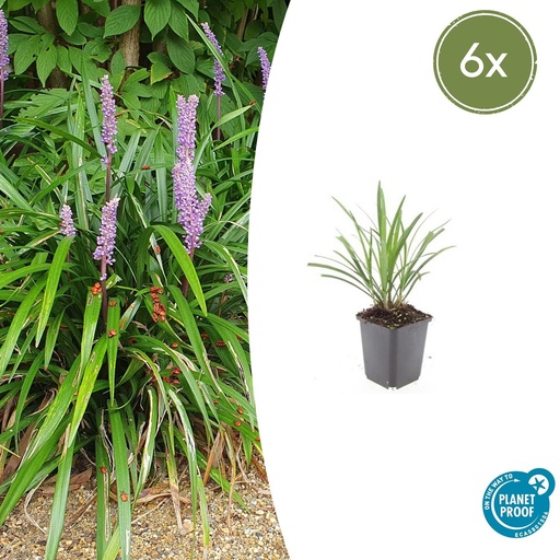 "Lilientraube 'Ingwersen' 6er-Set (Liriope muscari) – winterharte immergrüne Staude, Topf-Ø 9 cm, Höhe ca. 25 cm image"