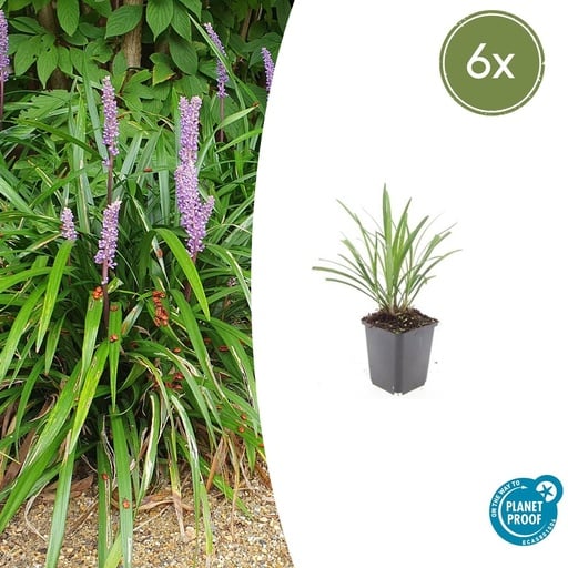 "Lilientraube 'Ingwersen' 6er-Set (Liriope muscari) – winterharte immergrüne Staude, Topf-Ø 9 cm, Höhe ca. 25 cm image"