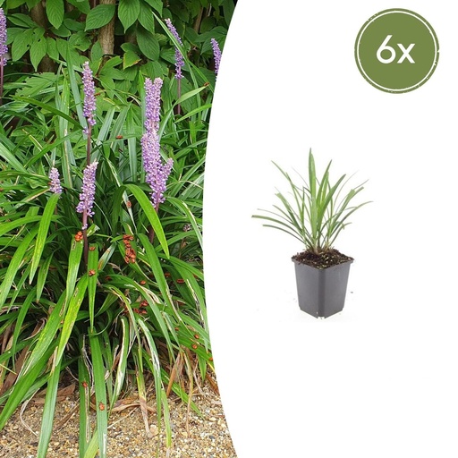 "Lilientraube 'Ingwersen' 6er-Set (Liriope muscari) – winterharte immergrüne Staude, Topf-Ø 9 cm, Höhe ca. 25 cm image"