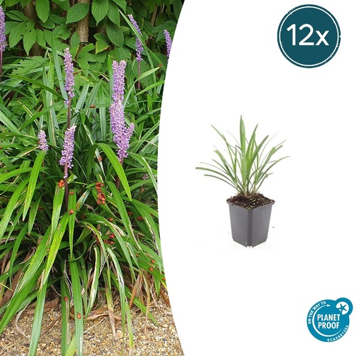 "12x Liriope muscari 'Ingwersen' - ↕10-25cm - Ø9cm image"