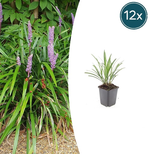 "Lilientraube 'Ingwersen' 12er-Set (Liriope muscari) – winterharte immergrüne Staude, Topf-Ø 9 cm, Höhe ca. 25 cm image"