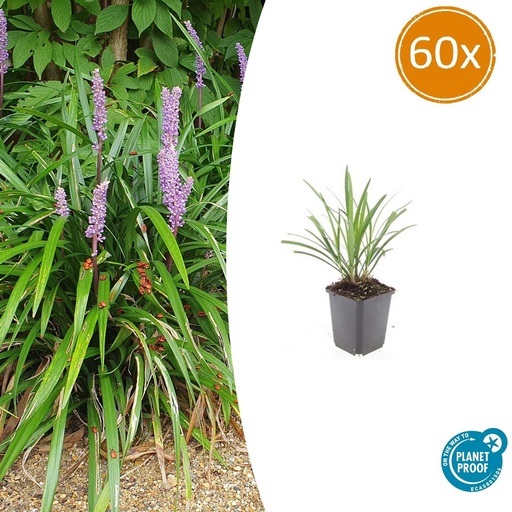 "Lilientraube 'Ingwersen' 60er-Set (Liriope muscari) – winterharte immergrüne Staude, Topf-Ø 9 cm, Höhe ca. 25 cm image"