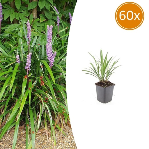 "Lilientraube 'Ingwersen' 60er-Set (Liriope muscari) – winterharte immergrüne Staude, Topf-Ø 9 cm, Höhe ca. 25 cm image"