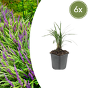 6x Liriope muscari 'Moneymaker' - ↕10-25cm - Ø9cm
