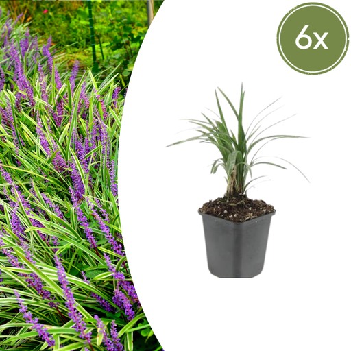 "6x Liriope muscari 'Moneymaker' - ↕10-25cm - Ø9cm image"