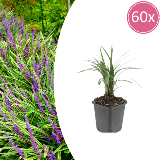 "Lilientraube 'Moneymaker' 60er-Set (Liriope muscari) – winterharte immergrüne Staude, Topf-Ø 9 cm, Höhe ca. 25 cm image"