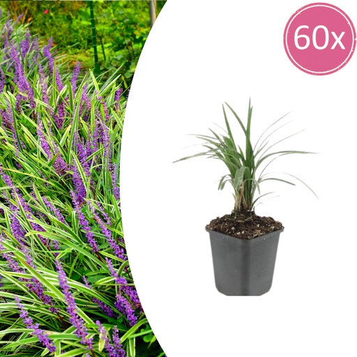 "Lilientraube 'Moneymaker' 60er-Set (Liriope muscari) – winterharte immergrüne Staude, Topf-Ø 9 cm, Höhe ca. 25 cm image"