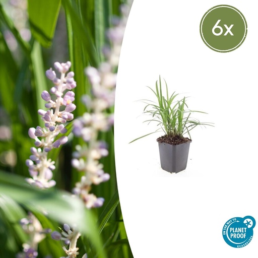 "6x Liriope muscari 'Monroe White' - ↕10-25cm - Ø9cm image"