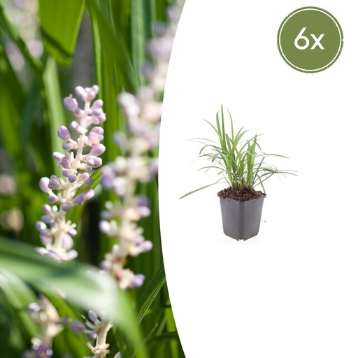 "Lilientraube 'Monroe White' 6er-Set (Liriope muscari) – winterharte immergrüne Staude, Topf-Ø 9 cm, Höhe ca. 25 cm image"